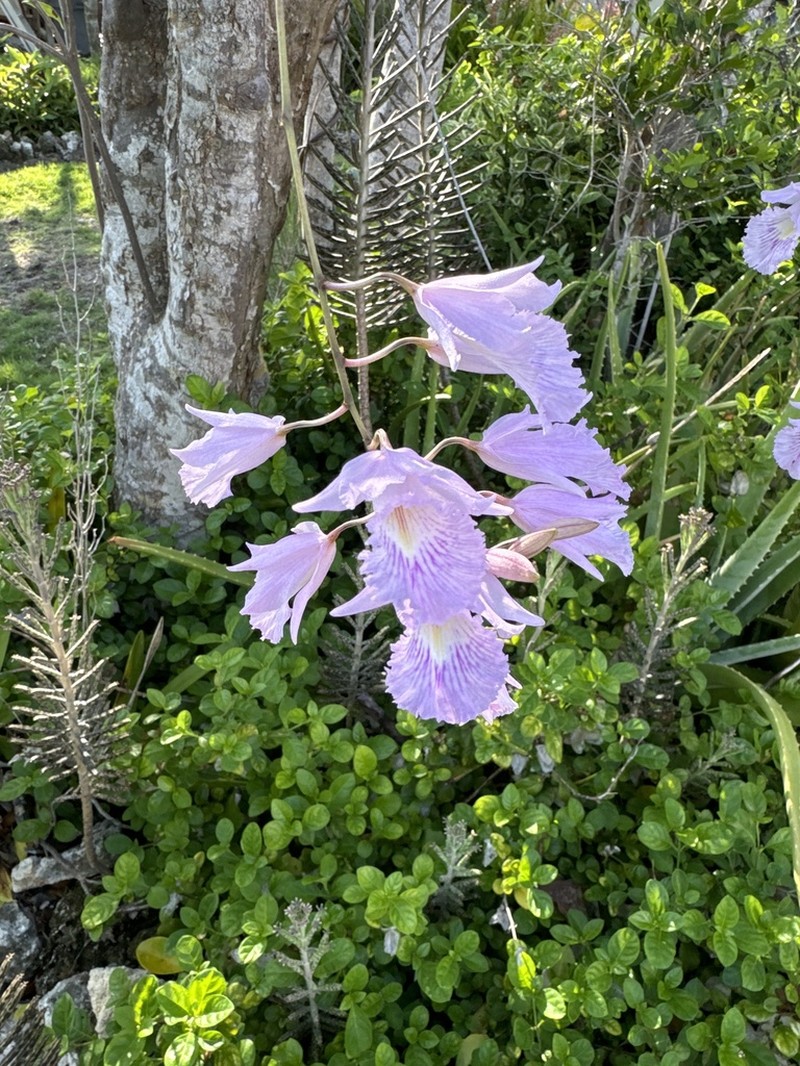 Broughtonia lindenii photo 3
