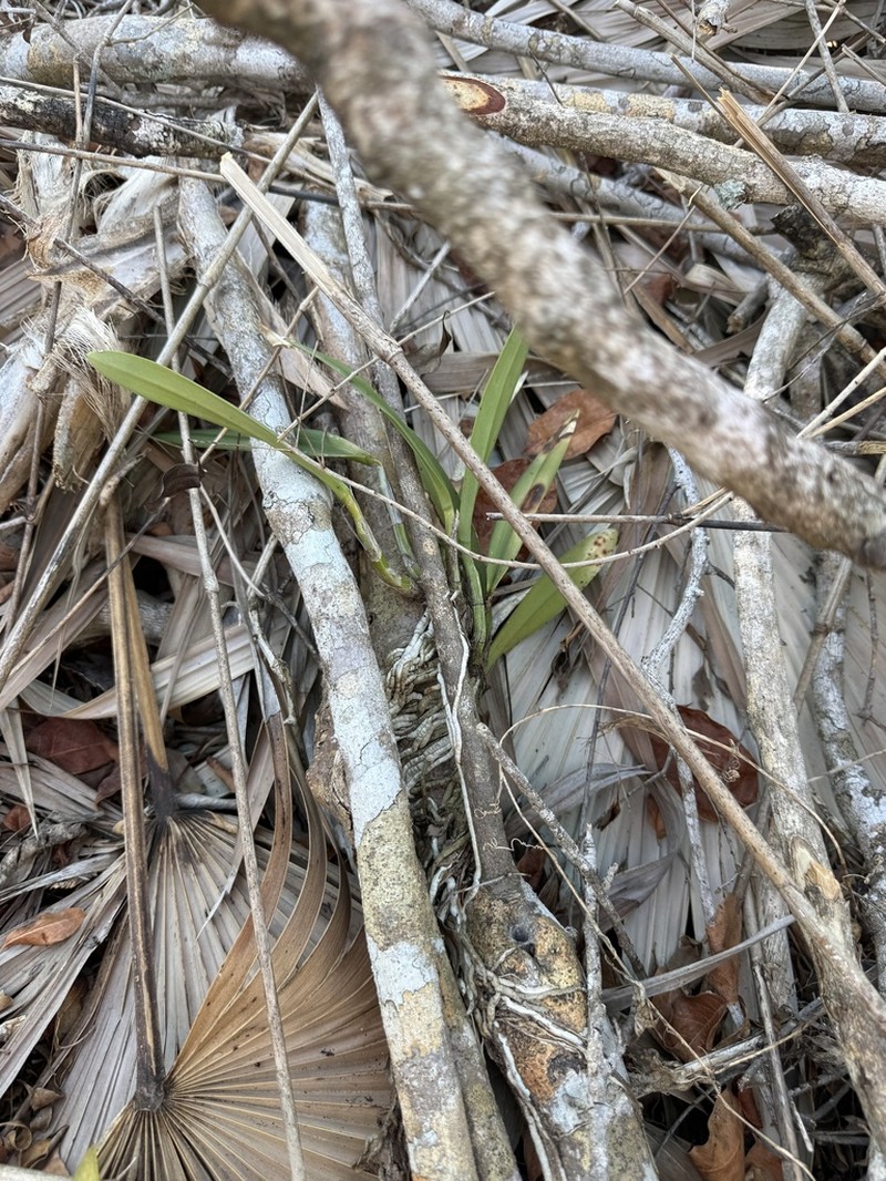 Broughtonia lindenii photo 4