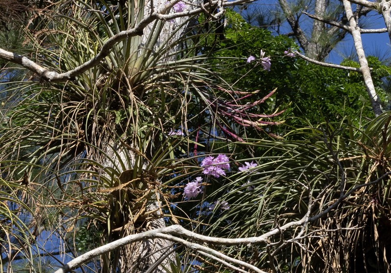 Broughtonia lindenii photo 5