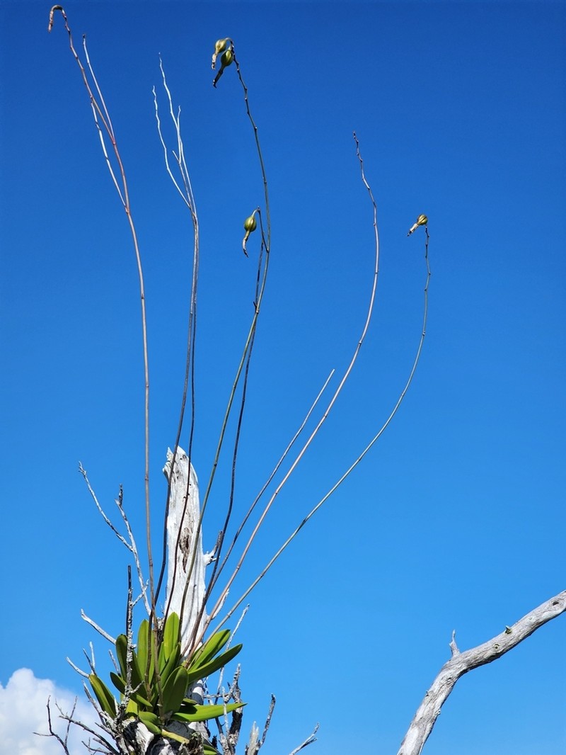 Broughtonia lindenii photo 6