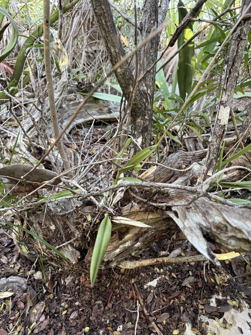 Broughtonia lindenii photo 8