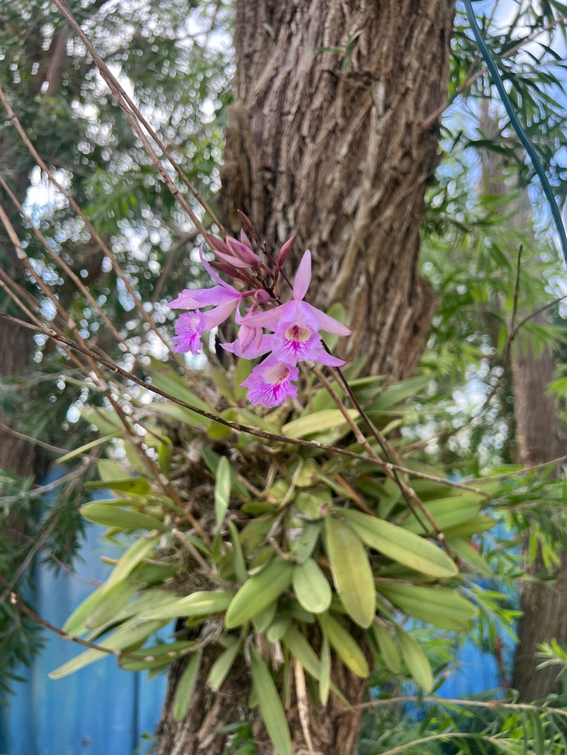 Broughtonia negrilensis