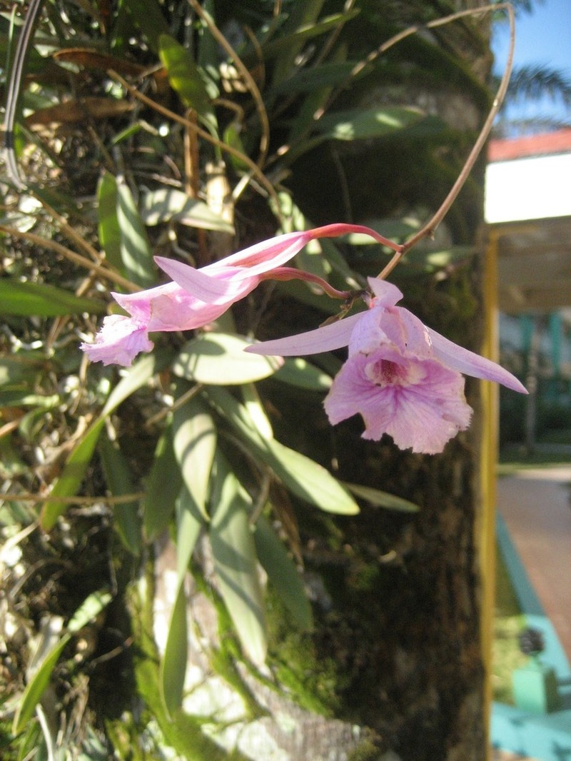 Broughtonia negrilensis photo 2