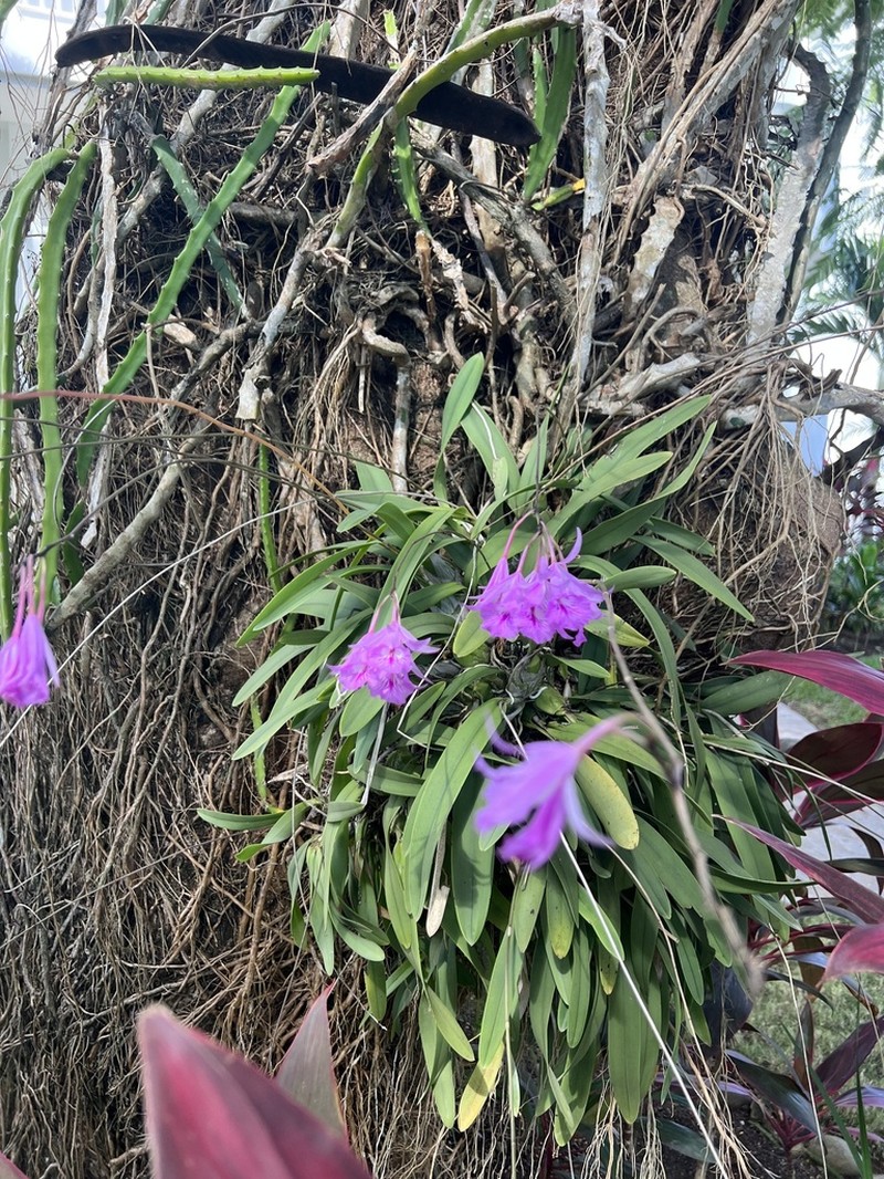 Broughtonia negrilensis photo 4