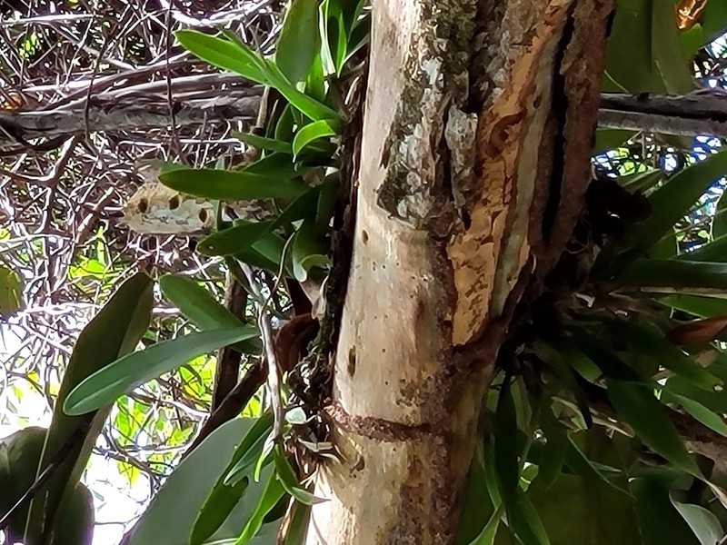 Broughtonia negrilensis photo 5