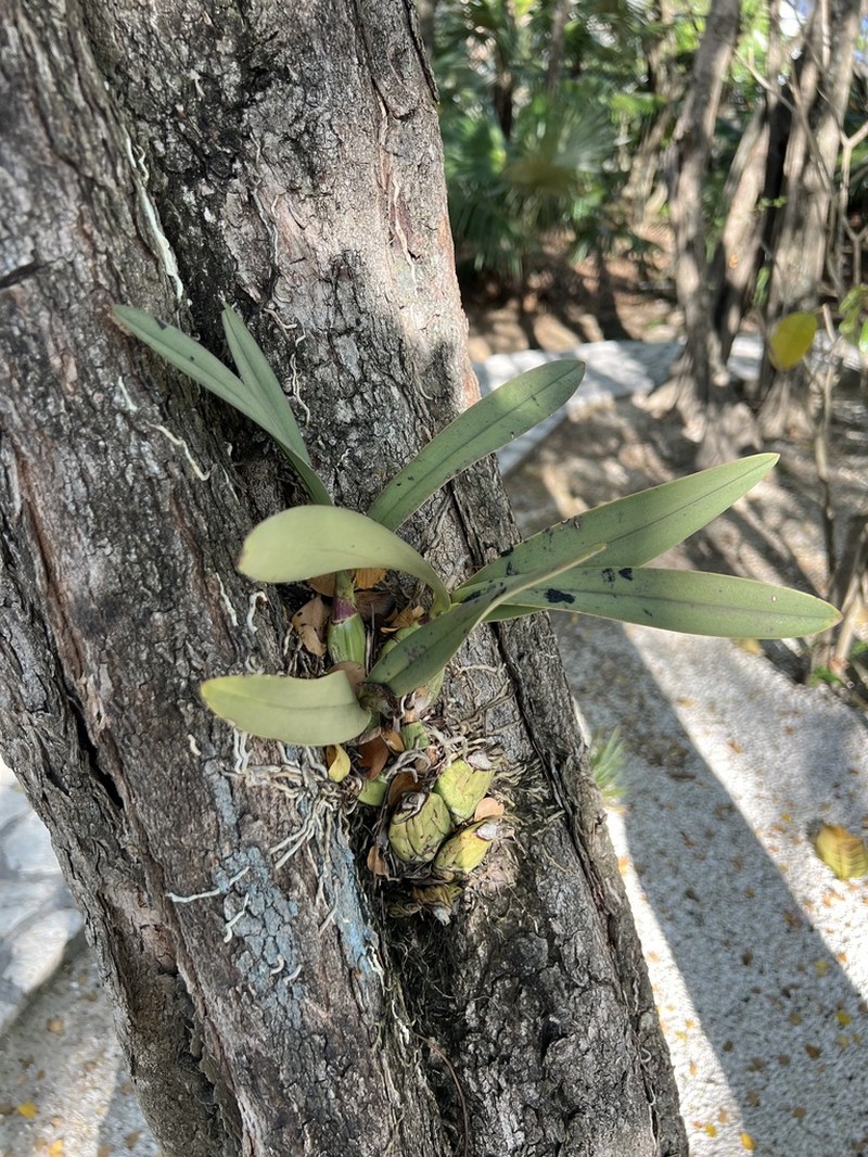 Broughtonia negrilensis photo 6