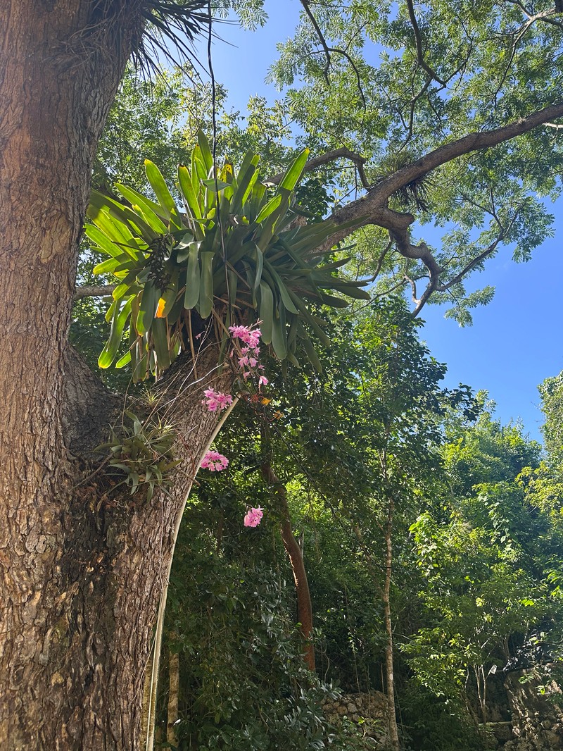 Broughtonia negrilensis photo 8