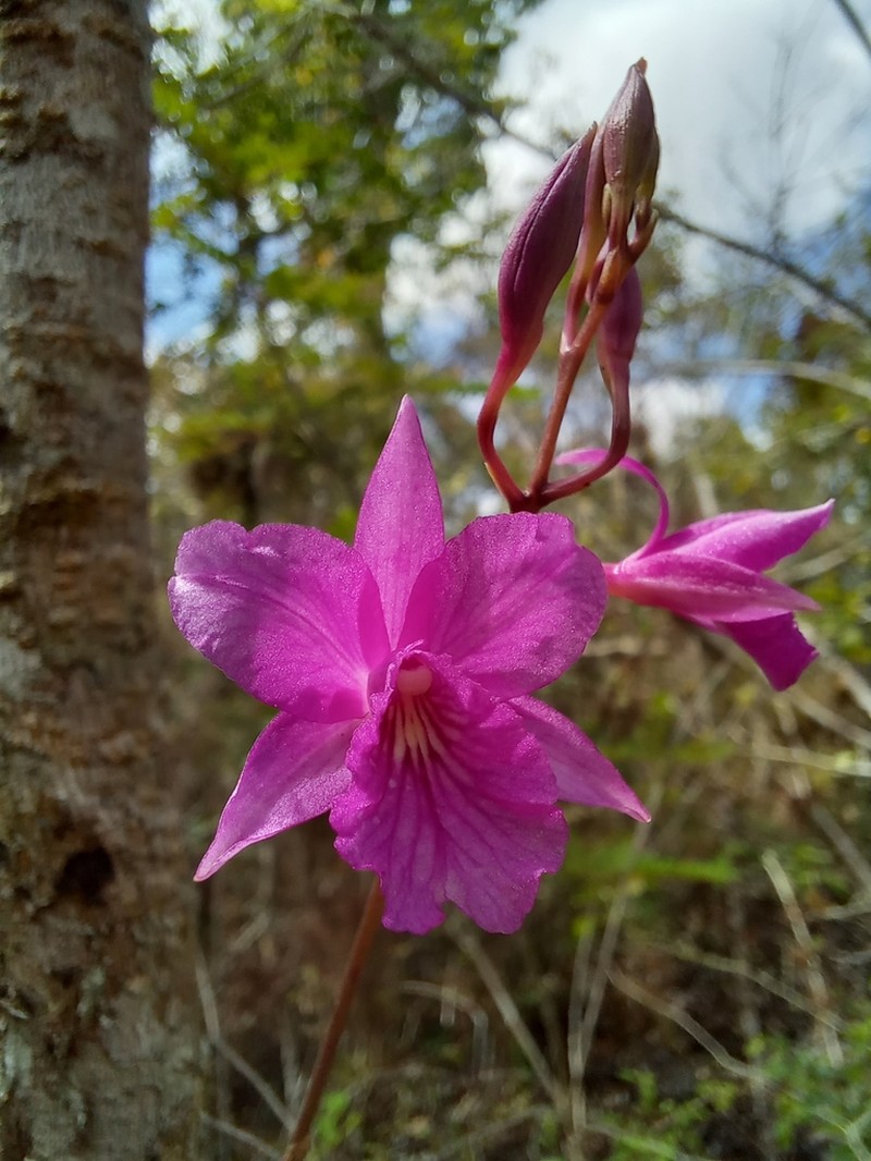 Broughtonia ortgiesiana