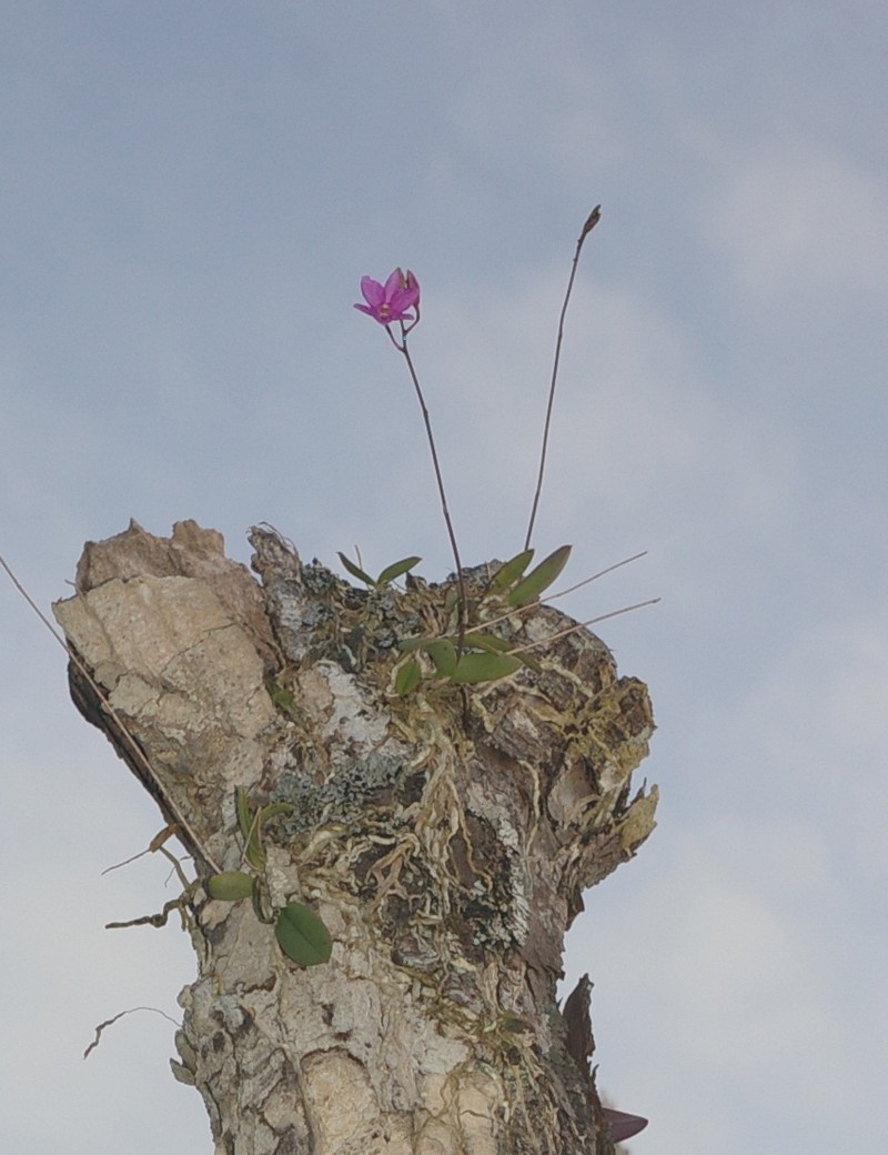 Broughtonia ortgiesiana photo 4