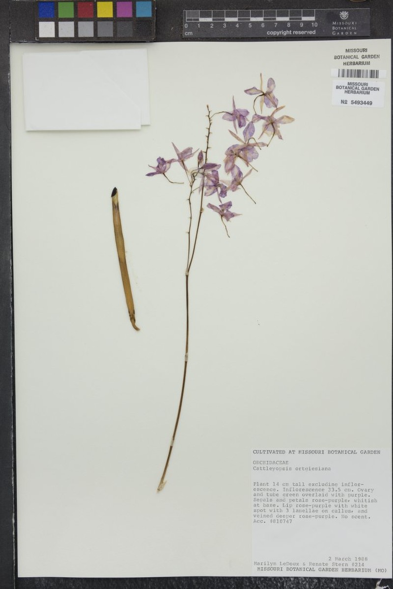 Broughtonia ortgiesiana photo 5