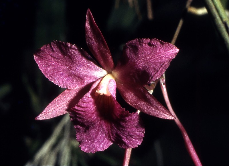Broughtonia sanguinea