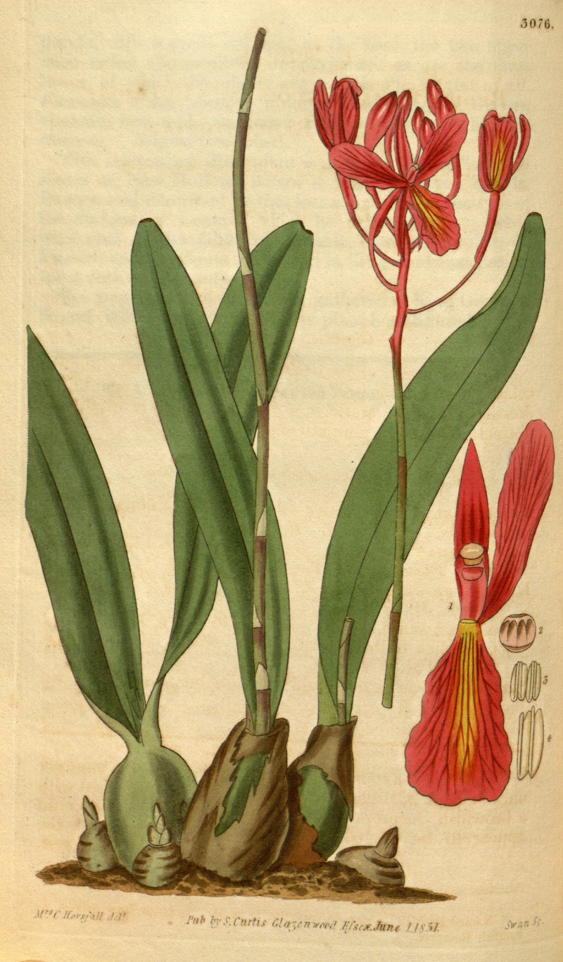Broughtonia sanguinea photo 2