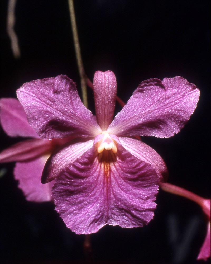 Broughtonia sanguinea photo 3