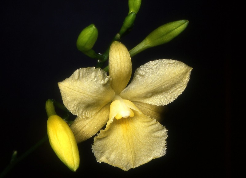 Broughtonia sanguinea photo 4