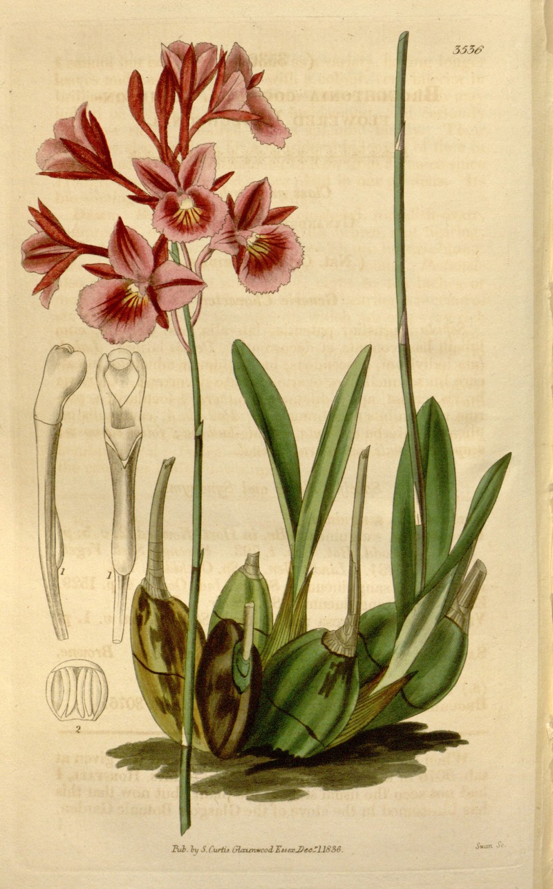 Broughtonia sanguinea photo 5