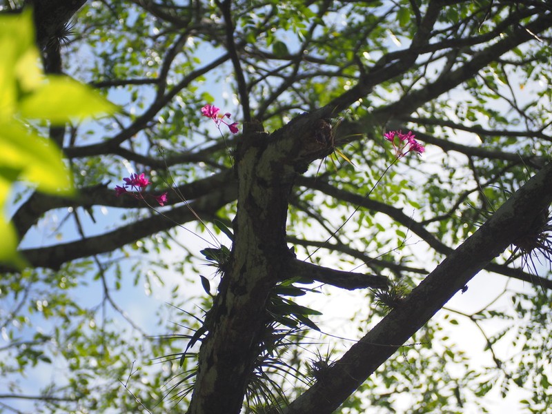 Broughtonia sanguinea photo 6