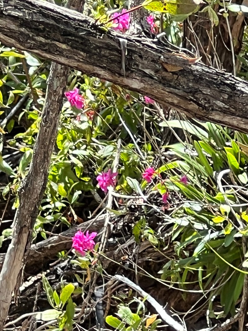 Broughtonia sanguinea photo 7