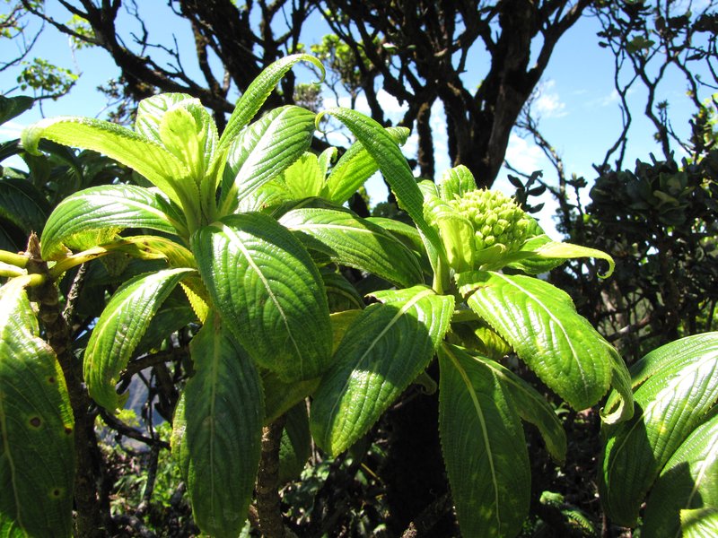 Kanawao photo 7