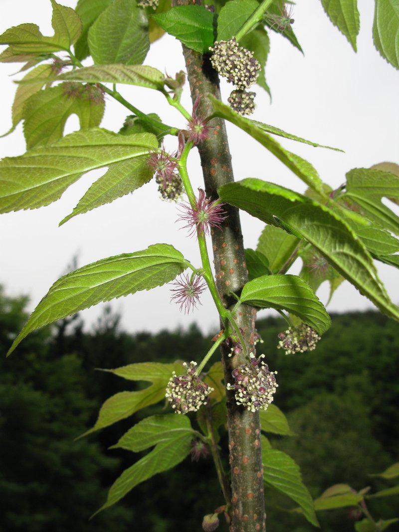 Broussonetia kazinoki