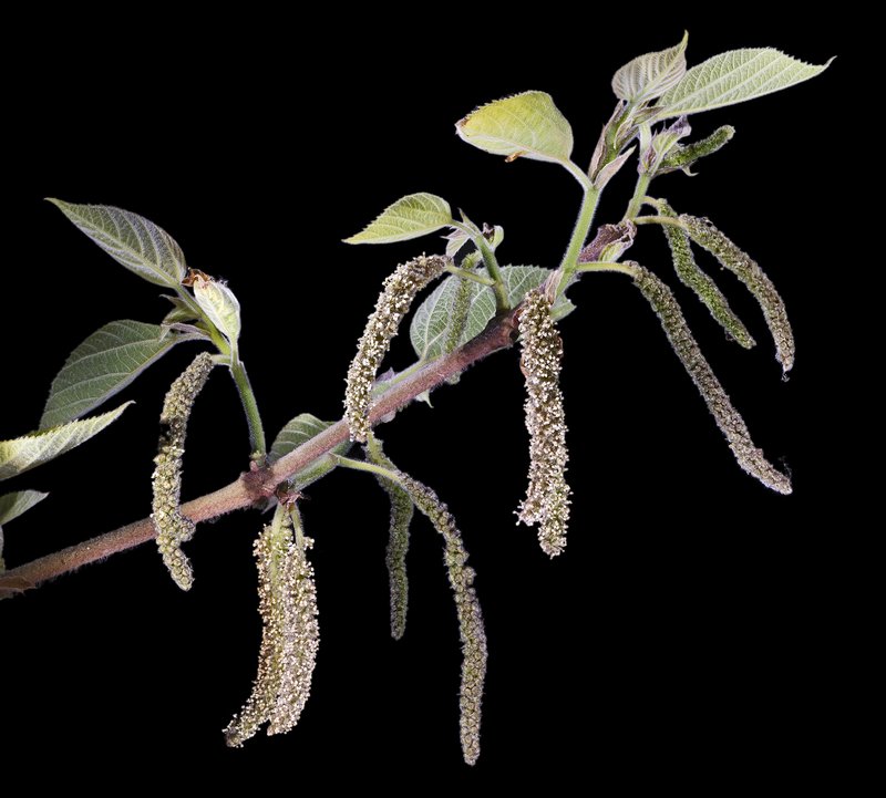 Paper Mulberry photo 2