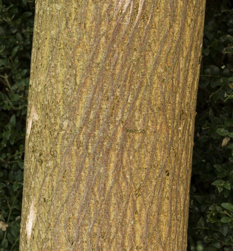 Paper Mulberry photo 3