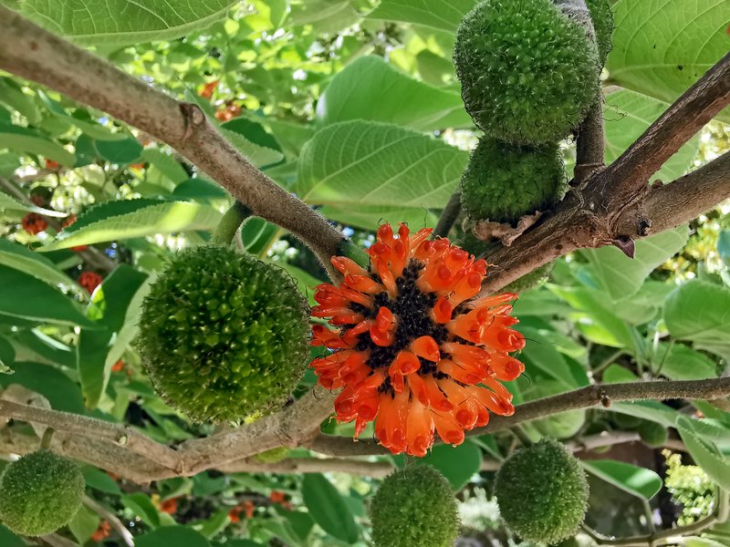 Paper Mulberry photo 4