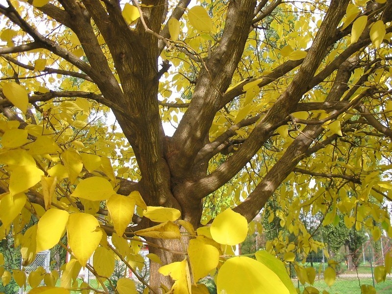 Paper Mulberry photo 5