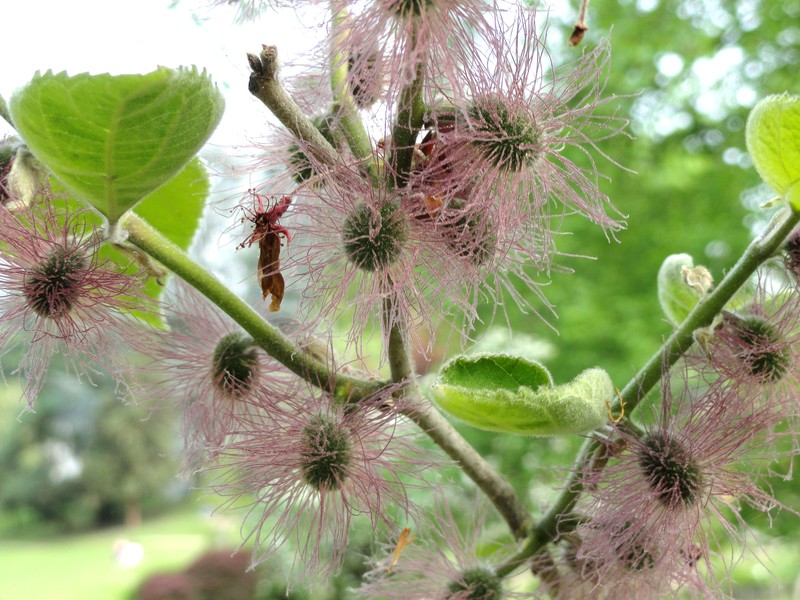Paper Mulberry photo 6