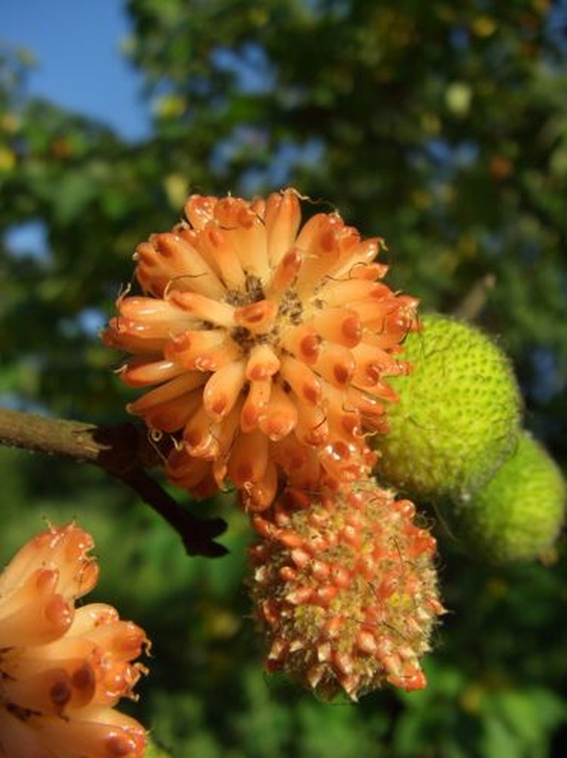 Paper Mulberry photo 7