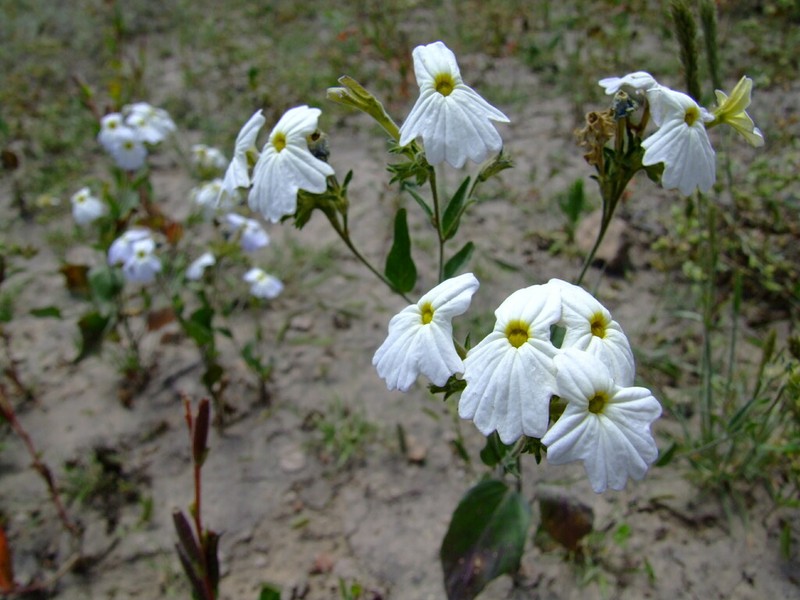 Browallia albiantha