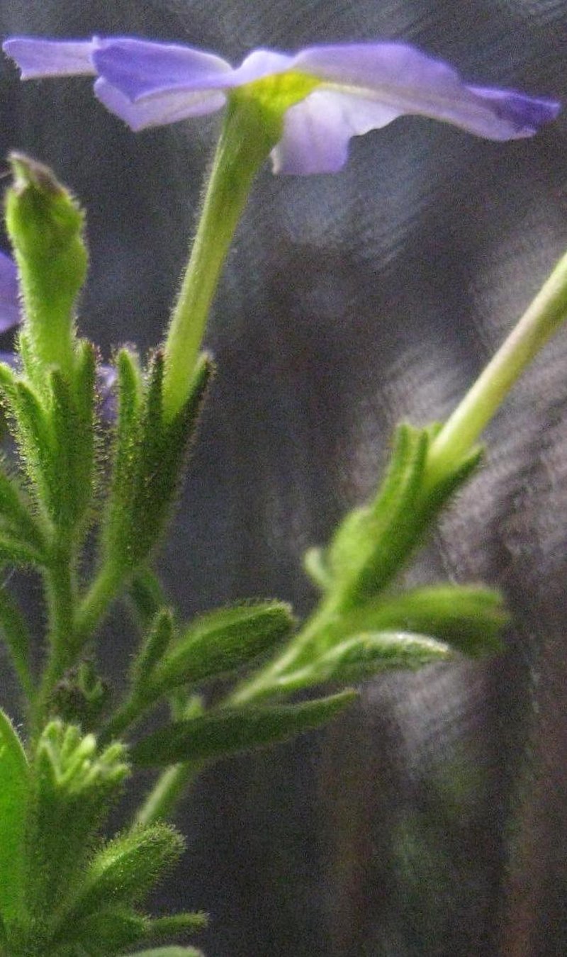Jamaican Forget-Me-Not photo 2