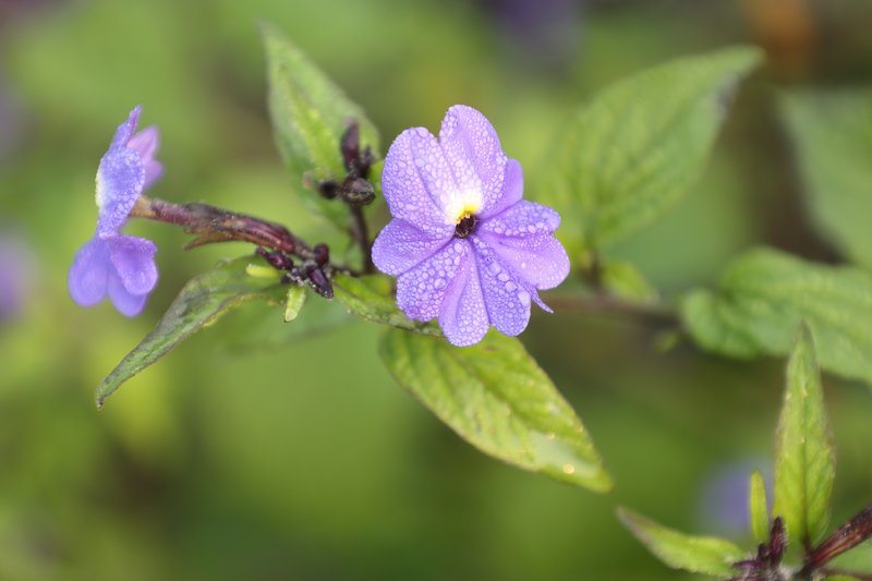 Jamaican Forget-Me-Not photo 3