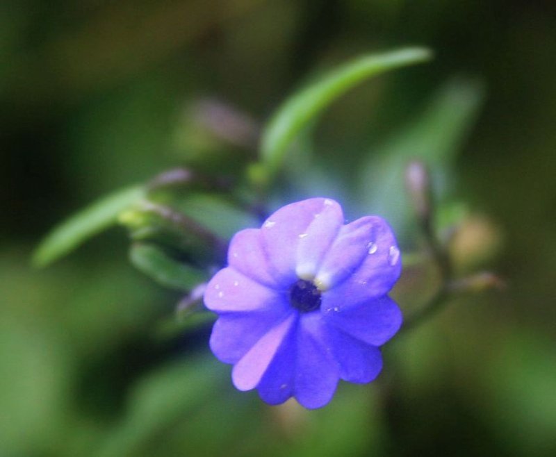 Jamaican Forget-Me-Not photo 4