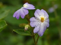 Jamaican Forget-Me-Not
