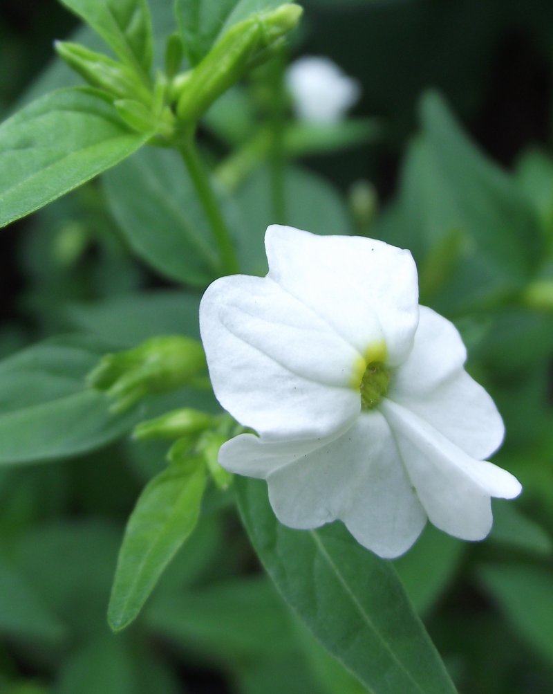 Jamaican Forget-Me-Not photo 5