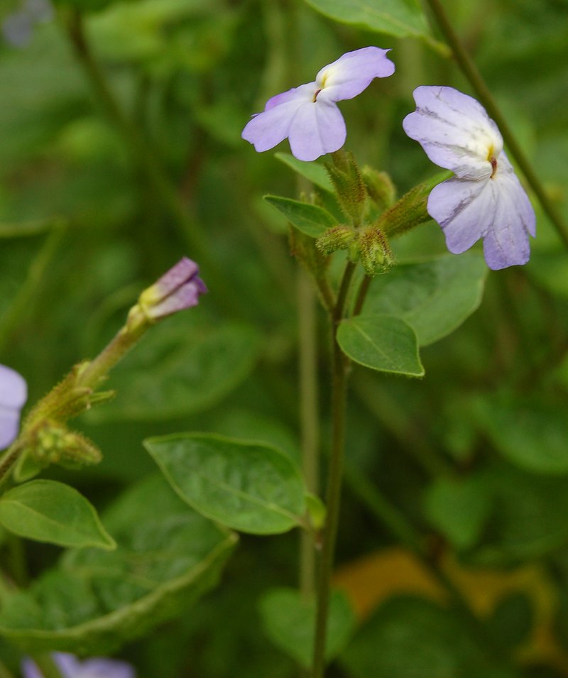 Jamaican Forget-Me-Not photo 6