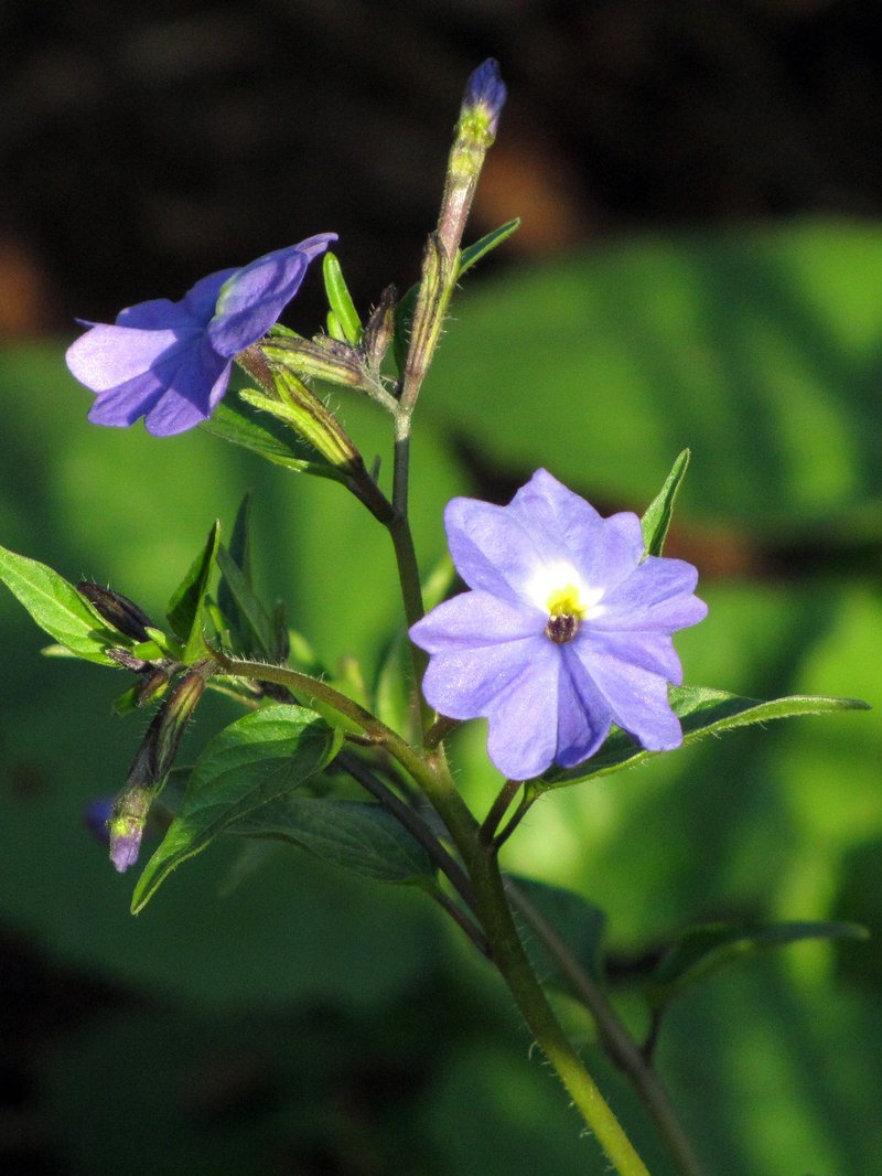 Jamaican Forget-Me-Not photo 8