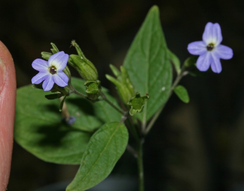 Browallia condornadae