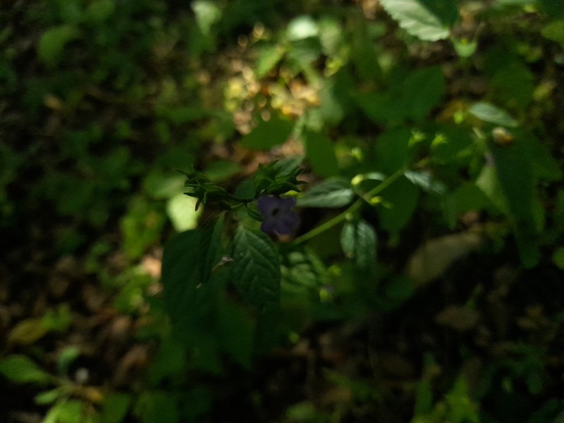 Browallia condornadae photo 2