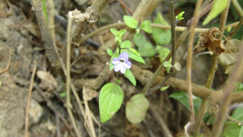 Browallia condornadae photo 3