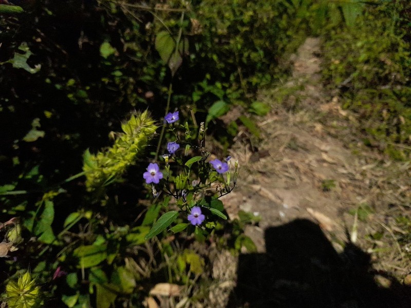 Browallia condornadae photo 5