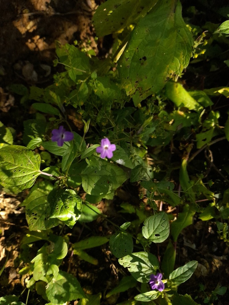 Browallia condornadae photo 8