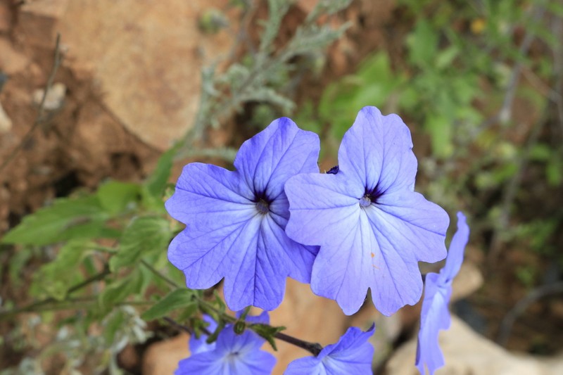 Browallia corongoana photo 2