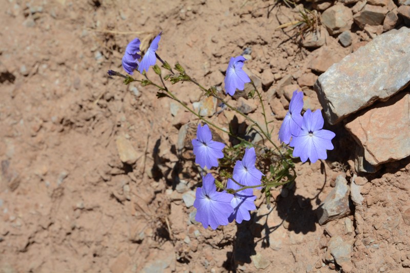 Browallia corongoana photo 3