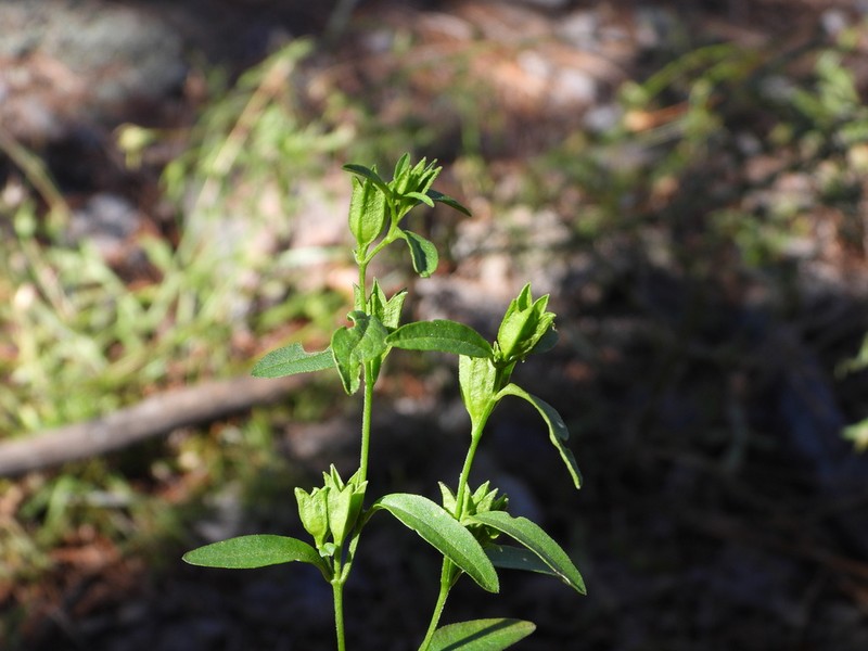 Bush-Violet