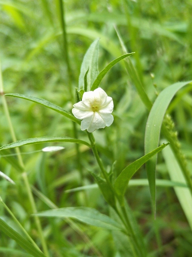 Bush-Violet photo 4