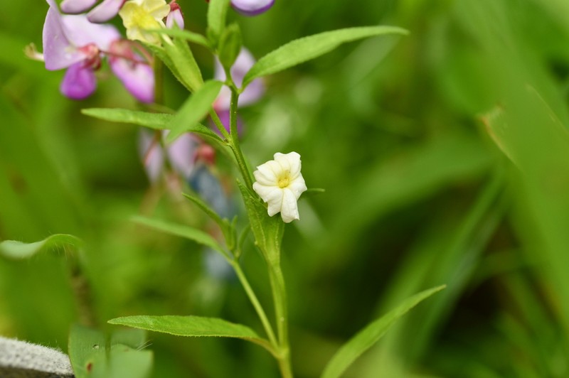 Bush-Violet photo 5