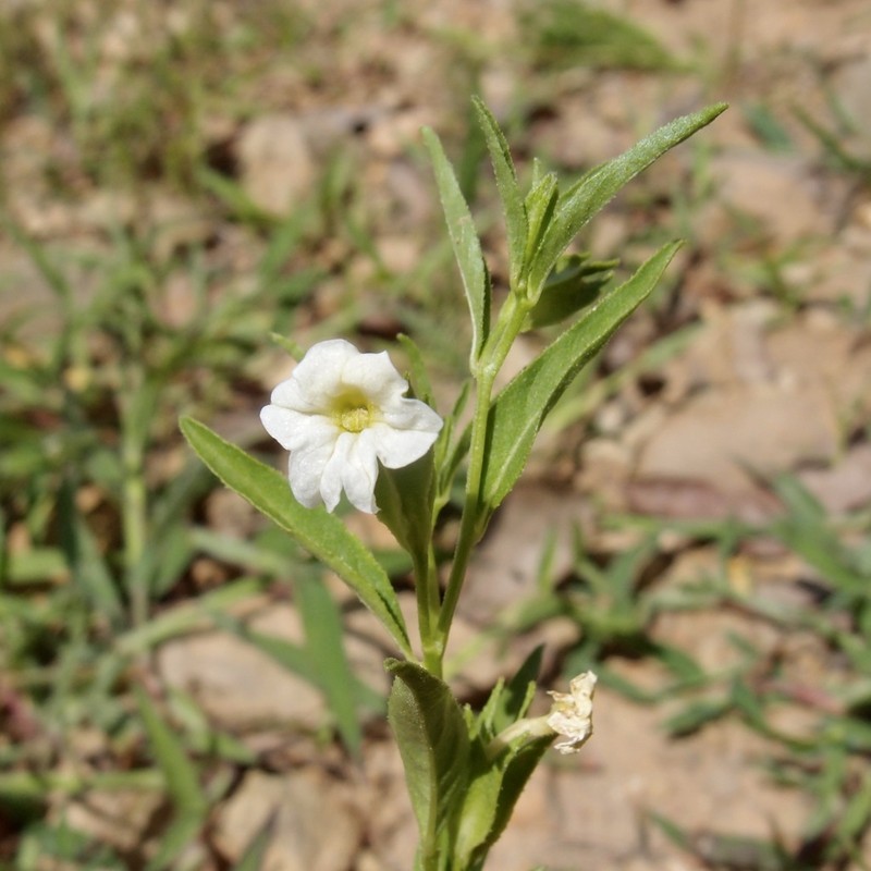 Bush-Violet photo 6