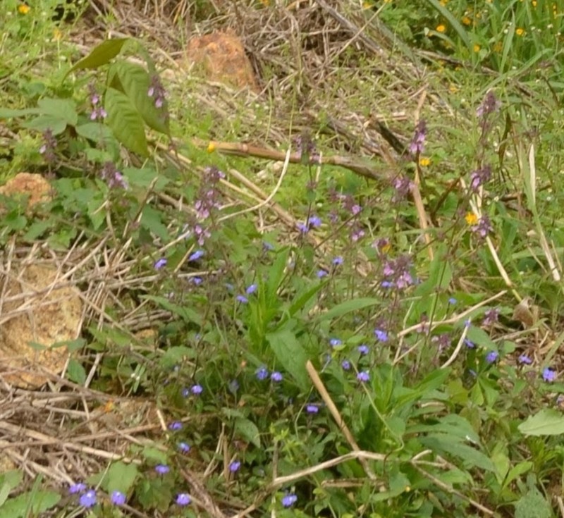 Browallia guzmangoa