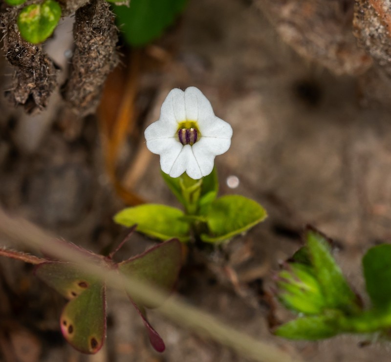 Browallia longitubulata